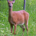 100_1231.jpg
